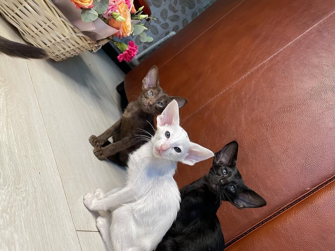 Oriental Shorthair Kittens